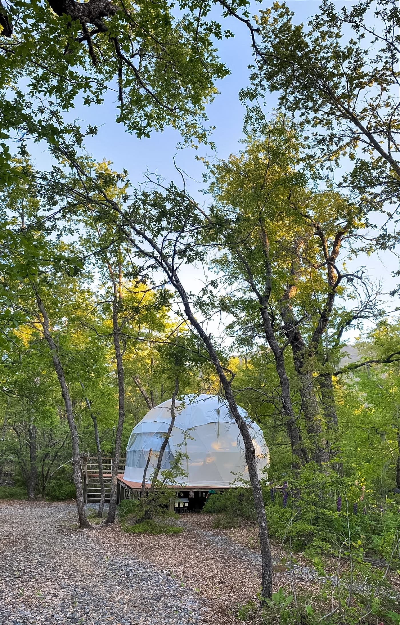 Domo geodésico bajo TreePod integrado en el bosque nativo