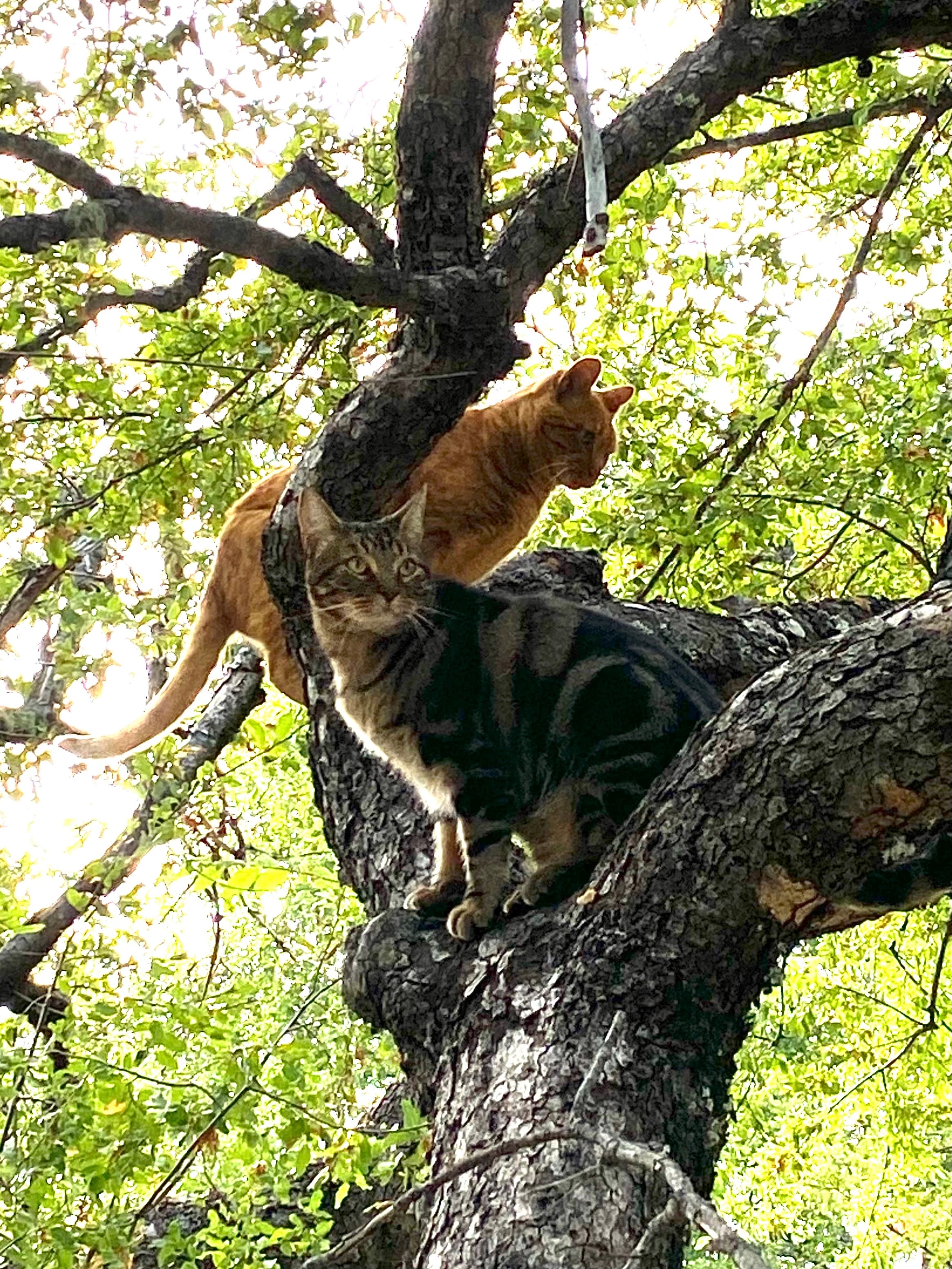 Trae a tu mejor amigo (Pet Friendly) 0