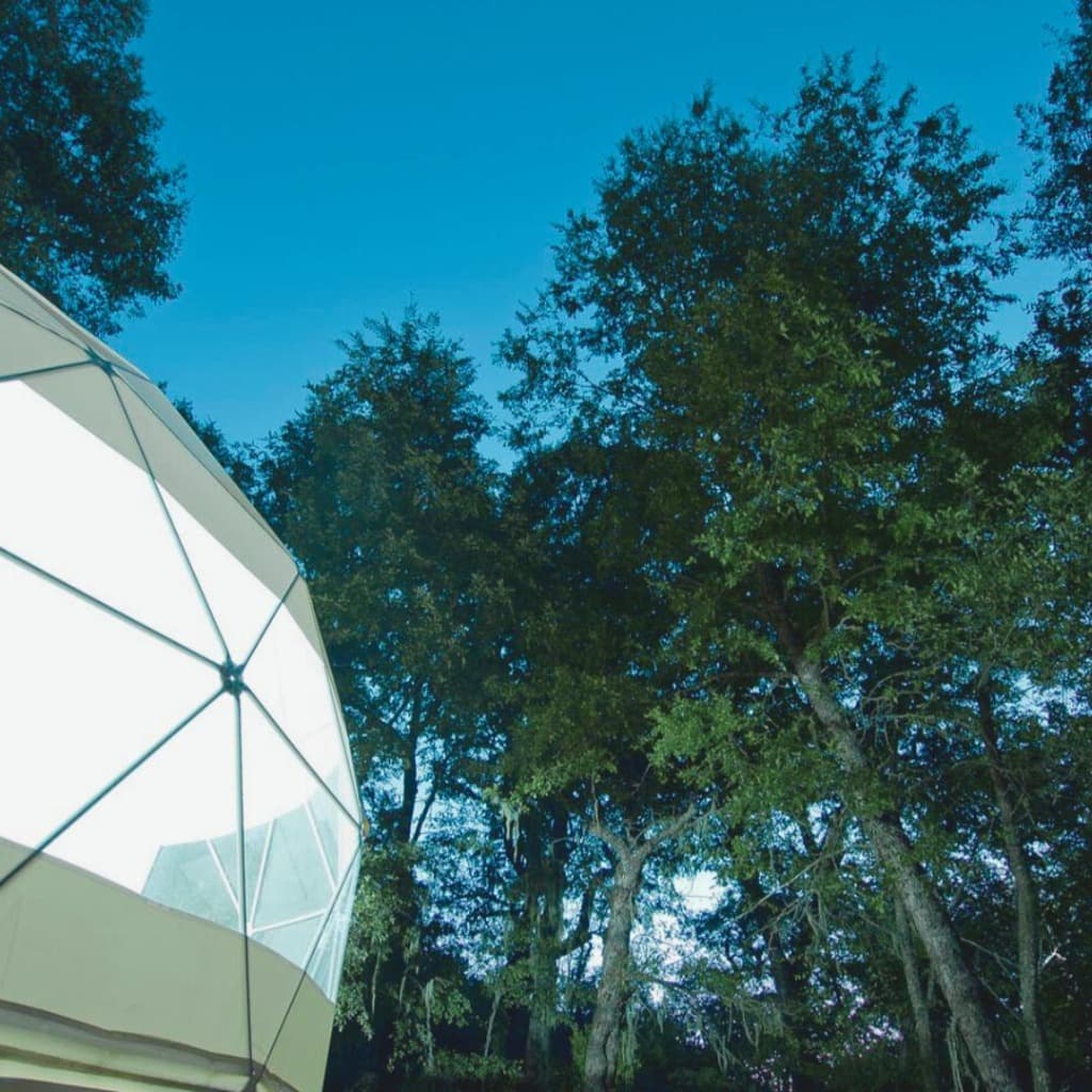 Noche mágica en el bosque